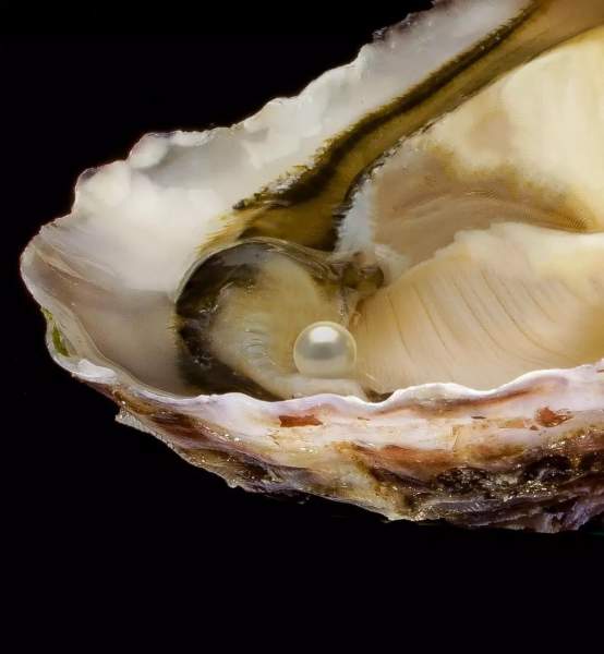 Preview: Stridie Perlieră *Valentines Oyster* Preview: Stridie Perlieră *Valentines Oyster*