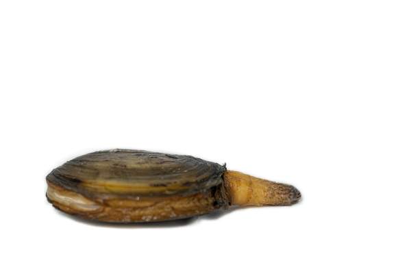 Preview: Scoică Geoduck Preview: geoduck